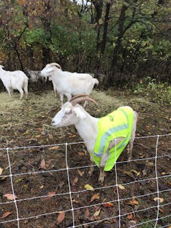 Tdworld Com Sites Tdworld com Files Safety Vest Goat Tdworld Com Sites Tdworld com Files Safety Vest Goat