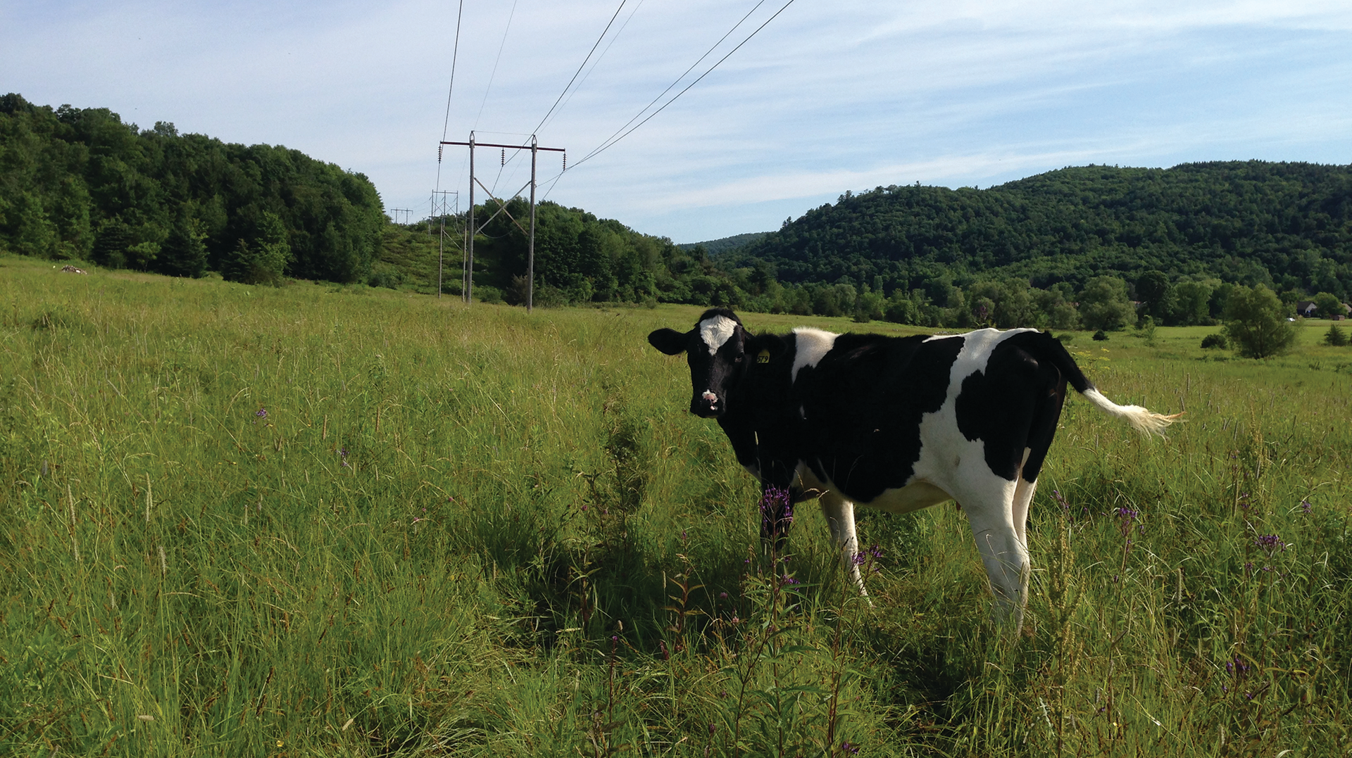 VELCO&rsquo;s 738 miles of transmission lines span the rural state, delivering reliable power to its 17 distribution utility owners.