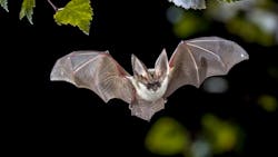 Bat Getty 5df004cacd1de Bat Getty 5df004cacd1de