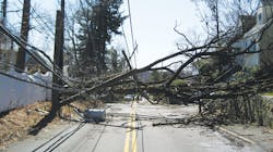 Storm winds can exert overwhelming force on the exposed crowns of trees in developed areas. Storm winds can exert overwhelming force on the exposed crowns of trees in developed areas.