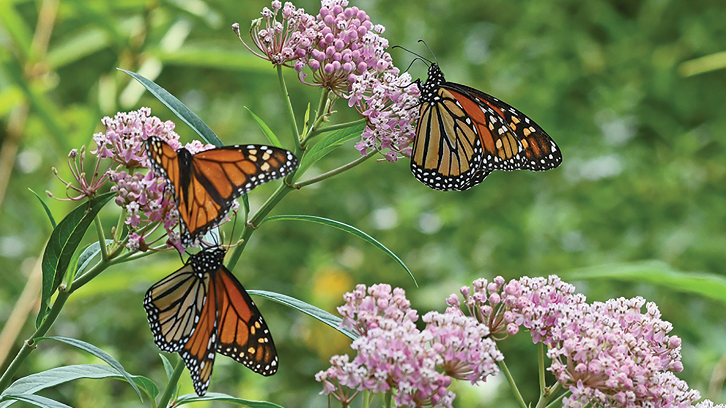 906 48 Vm Promo 5e1d9afb9b4fe