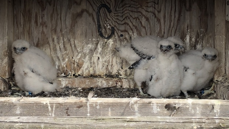 Falcons 5e28260390d22