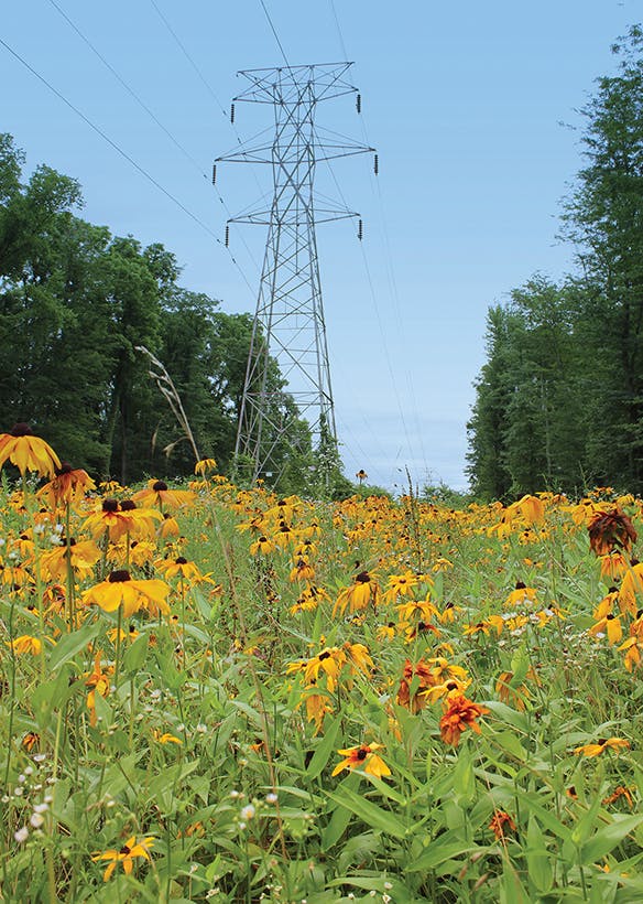 American Electric Power has collaborated on a research project with the Electric Power Research Institute on a transmission line at the Dawes Arboretum in Newark, Ohio, to assess the feasibility of incorporating native plants and pollinator habitat into utility ROW sites.