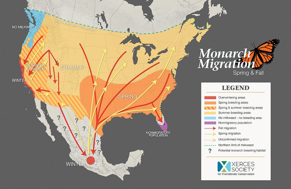 The monarch butterfly migration range in North America is depicted on the above map. In the fall, monarchs from the northeastern U.S. and southern Canada journey up to 3,000 miles to the overwintering grounds in southwestern Mexico. Map created by the Xerces Society for Invertebrate Conservation.