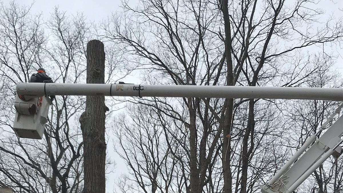 Aaa Tree Service 1 5e53cc922791d