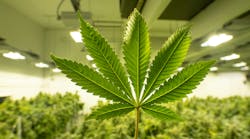 Marijuana Growth Light