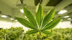 Marijuana Growth Light 5e4525d44fa92 Marijuana Growth Light 5e4525d44fa92