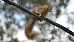 Squirrel Powerline Feb 5e3d379461f4d Squirrel Powerline Feb 5e3d379461f4d