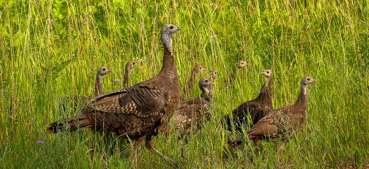 Nwtf Story Image1 5e4d681a8bb08