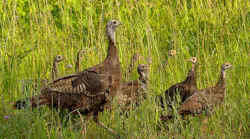 Nwtf Story Image1