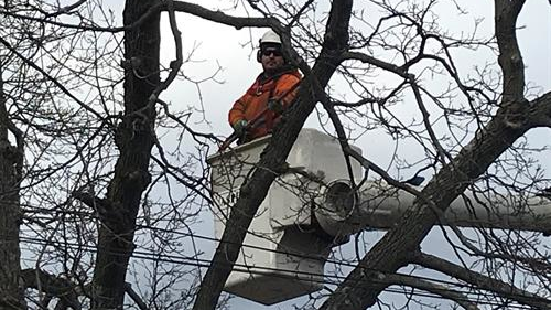 Tree Trimming Release Pic 2020 5e66f48968474