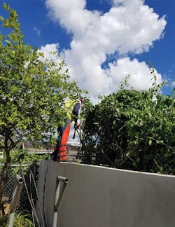 A lineman uses a machete to release wires in Puerto Rico. A lineman uses a machete to release wires in Puerto Rico.