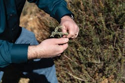 By clipping vegetation, Tom Rolinski, SCE fire scientist, can help to predict the wildfire threat in that area. By clipping vegetation, Tom Rolinski, SCE fire scientist, can help to predict the wildfire threat in that area.