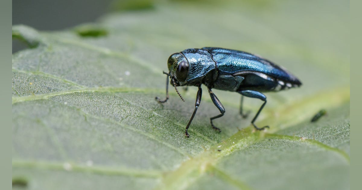 Taking a Multi-Prong Approach to Control EAB Infestations | T&D World