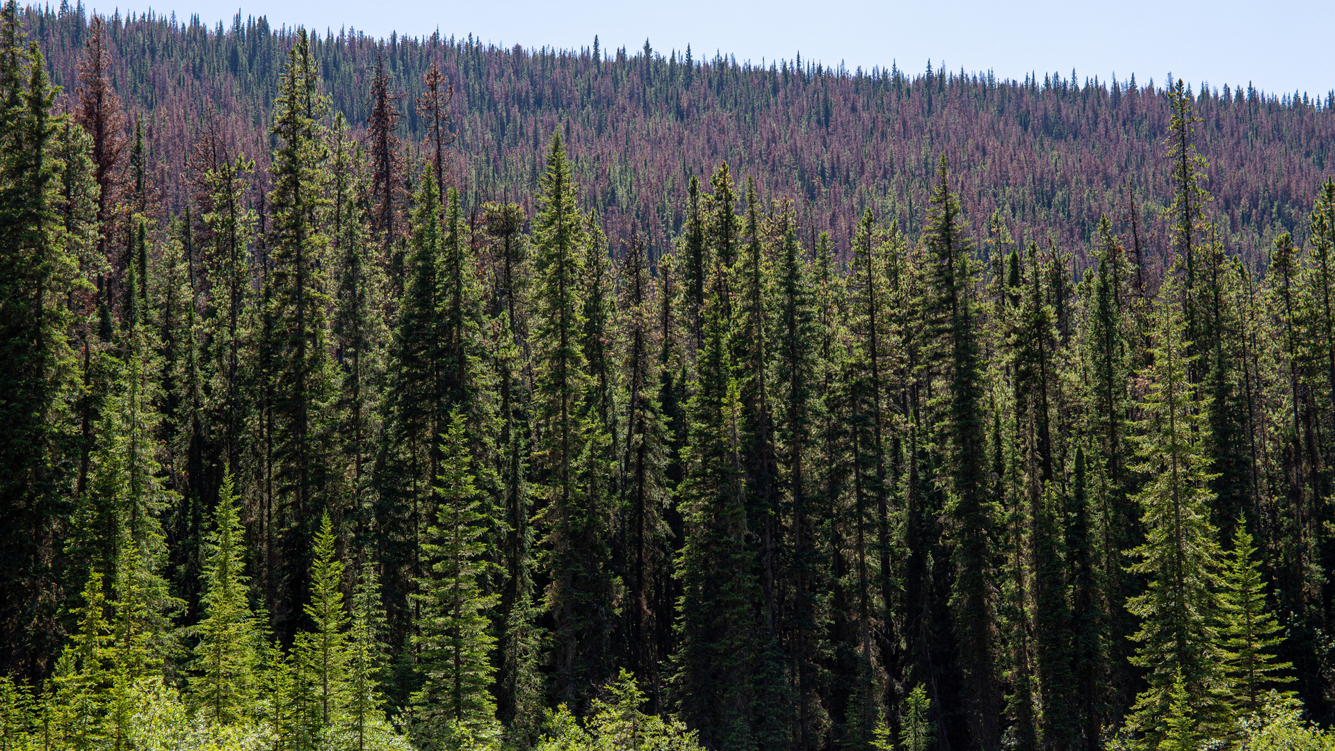 Featured Image 18 5eb2875117d97