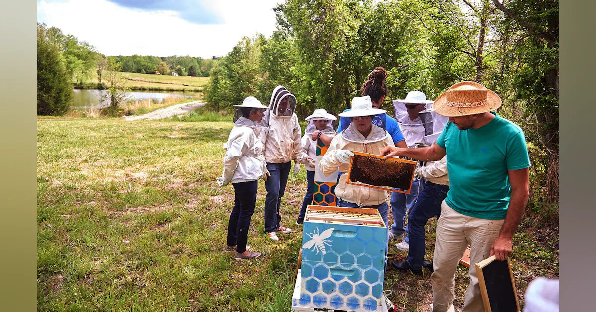 Bee Api Analytics Advanced Analytics and Machine Learning Boost Bee Populations | TD World