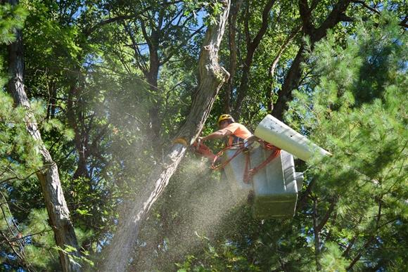 Tree Trimming 202023a5b40f1b5267e39dbdff3500e2e88e 5eb8bd60943bf