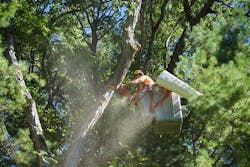 Tree Trimming 202023a5b40f1b5267e39dbdff3500e2e88e 5eb8bd60943bf Tree Trimming 202023a5b40f1b5267e39dbdff3500e2e88e 5eb8bd60943bf