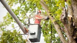 Tree Worker Getty 5ef19fafee88d Tree Worker Getty 5ef19fafee88d