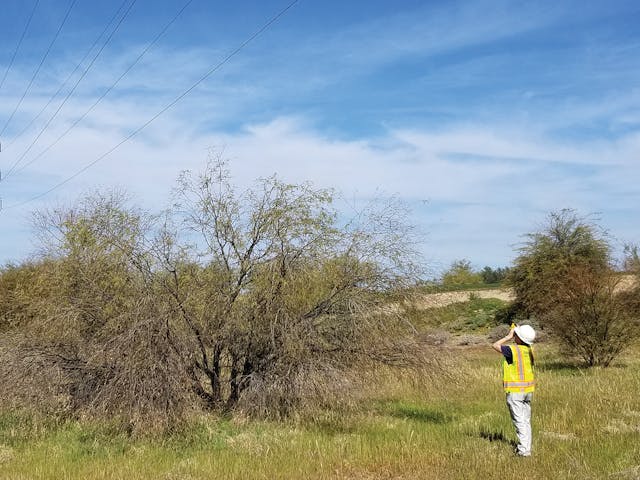 Third-party contract inspectors review vegetation within the right of way to determine vegetation-to-conductor clearance.