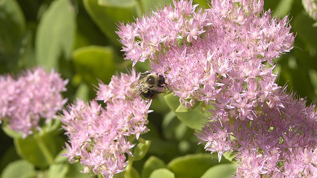 News Release Bee Pollinator Mid 5ee922c28b495