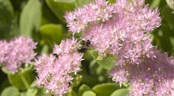 News Release Bee Pollinator Mid
