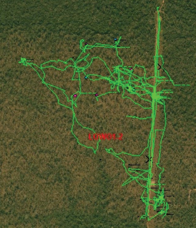 Mahogany gliders (Petaurus gracilis) movements near transmission lines.