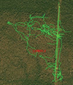 Mahogany gliders (Petaurus gracilis) movements near transmission lines. Mahogany gliders (Petaurus gracilis) movements near transmission lines.