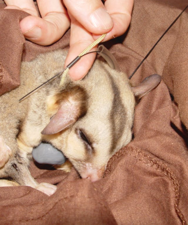 Mahogany glider (Petaurus gracilis) fitted with a transmitter.