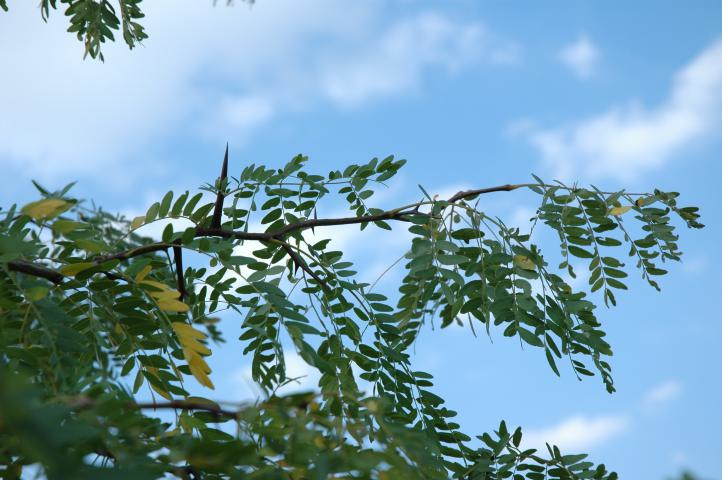 Locust Branch 5f15f79eee0c3