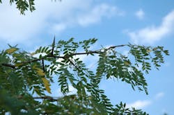 Locust Branch 5f15f79eee0c3 Locust Branch 5f15f79eee0c3