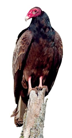 A turkey vulture. A turkey vulture.