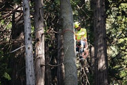 SCE vegetation management personnel prep a tree for trimming. SCE vegetation management personnel prep a tree for trimming.