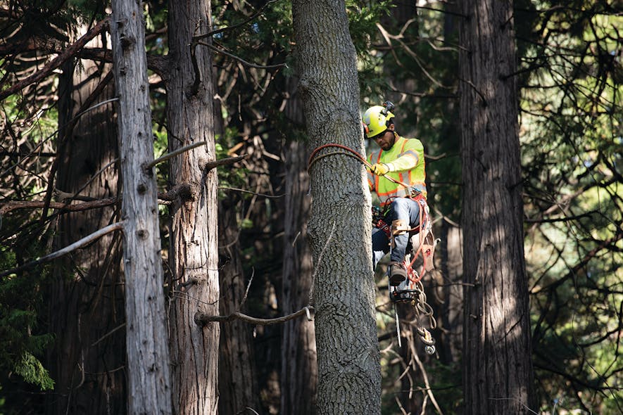 SCE vegetation management personnel prep a tree for trimming.