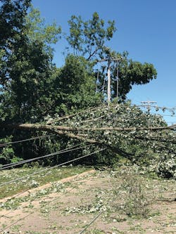 Trees on top of power lines were a common sight following the storm. Trees on top of power lines were a common sight following the storm.