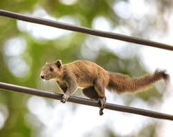 Whitepaper Wildlife Fire Risk Final 2 Whitepaper Wildlife Fire Risk Final 2