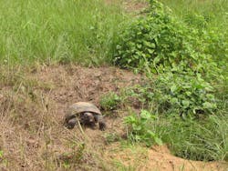 Gophertortoise Gophertortoise
