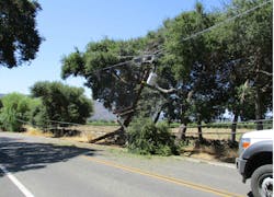 Covered conductor made contact with vegetation for approximately 45 minutes after vehicle hit pole, energized at 16 kV. No fault occurred.