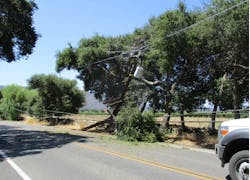 Covered conductor made contact with vegetation for approximately 45 minutes after vehicle hit pole, energized at 16 kV. No fault occurred. Covered conductor made contact with vegetation for approximately 45 minutes after vehicle hit pole, energized at 16 kV. No fault occurred.