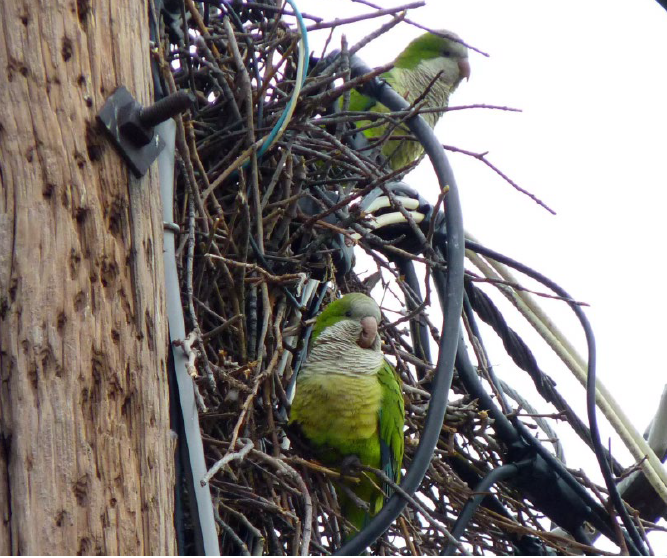A monk parakeet nest