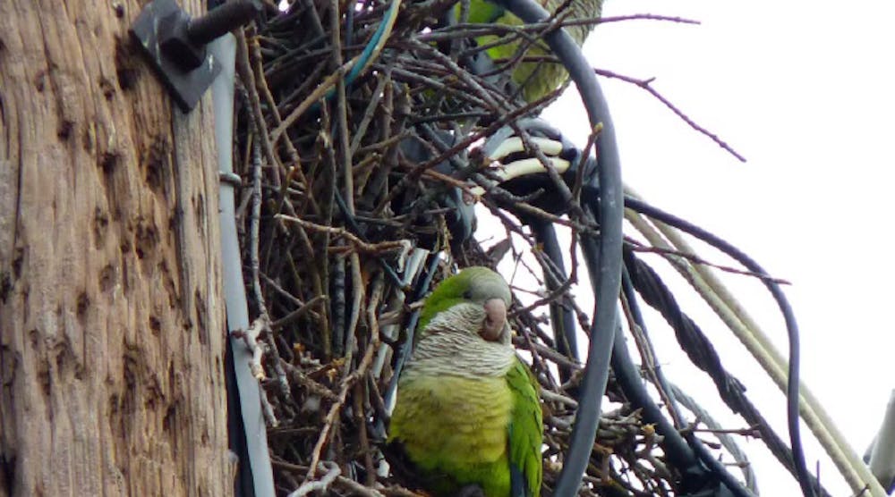A monk parakeet nest