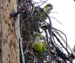 A monk parakeet nest A monk parakeet nest