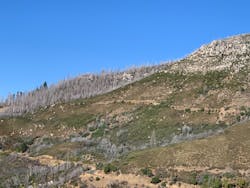 In an area devastated by wildfire, these trees suffered significant damage, making them a significant risk hazard as potential quick-burning fuel for future wildfires. In an area devastated by wildfire, these trees suffered significant damage, making them a significant risk hazard as potential quick-burning fuel for future wildfires.