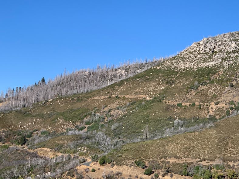 In an area devastated by wildfire, these trees suffered significant damage, making them a significant risk hazard as potential quick-burning fuel for future wildfires.