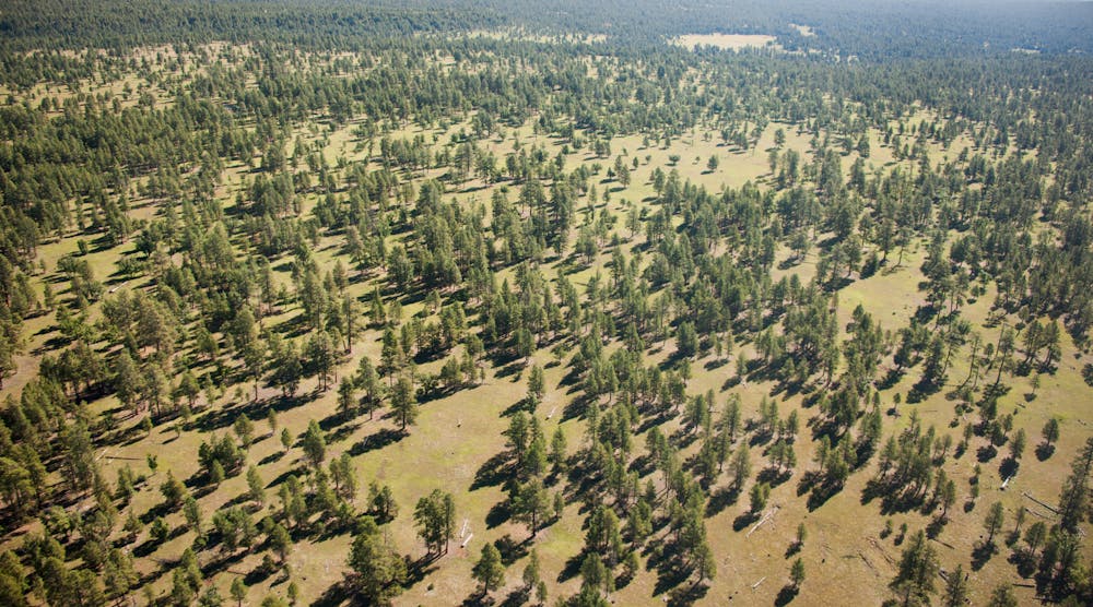 Example of a healthy forest.