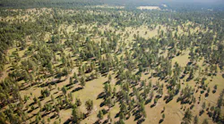Example of a healthy forest.