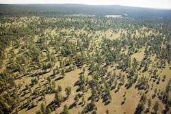Example of a healthy forest. Example of a healthy forest.