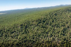 Example of an unhealthy forest. Example of an unhealthy forest.