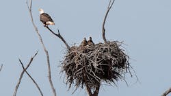News Release Bald Eagle Nest Mid 5fd718a2c1b9d News Release Bald Eagle Nest Mid 5fd718a2c1b9d