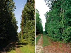 One of Dominion Energy’s distribution corridors before and after SUP. One of Dominion Energy’s distribution corridors before and after SUP.